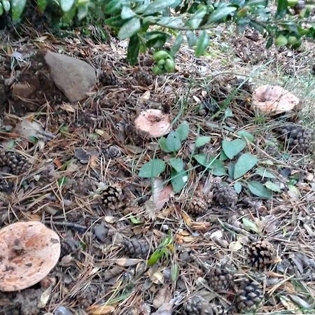 Appartamento Ensija Pedraforca Saldés Esterno foto